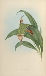 Hermit Phaethornis Phaethornis赤=赤